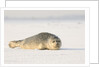 Gray seals flock to the beach of Donna Nook,Donna Nook Nature Reserve, Lincolnshire, United Kingdom by Anonymous