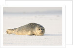 Gray seals flock to the beach of Donna Nook,Donna Nook Nature Reserve, Lincolnshire, United Kingdom by Anonymous