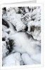 Mountain stream flowing beneath a blanket of ice, Alpi Carniche , Friuli-Venezia Giulia, Carnia by Anonymous