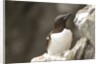 the elegance guillemot crowd the cliffs of Latrabjarg, Latrabjarg , Iceland, Islanda by Anonymous