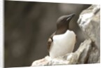 the elegance guillemot crowd the cliffs of Latrabjarg, Latrabjarg , Iceland, Islanda by Anonymous
