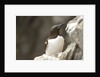 the elegance guillemot crowd the cliffs of Latrabjarg, Latrabjarg , Iceland, Islanda by Anonymous