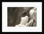 the elegance guillemot crowd the cliffs of Latrabjarg, Latrabjarg , Iceland, Islanda by Anonymous