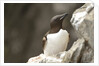 the elegance guillemot crowd the cliffs of Latrabjarg, Latrabjarg , Iceland, Islanda by Anonymous