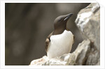 the elegance guillemot crowd the cliffs of Latrabjarg, Latrabjarg , Iceland, Islanda by Anonymous