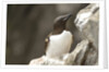 the elegance guillemot crowd the cliffs of Latrabjarg, Latrabjarg , Iceland, Islanda by Anonymous
