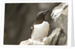 the elegance guillemot crowd the cliffs of Latrabjarg, Latrabjarg , Iceland, Islanda by Anonymous