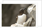 the elegance guillemot crowd the cliffs of Latrabjarg, Latrabjarg , Iceland, Islanda by Anonymous