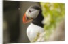 the cute and colorful Puffins crowd the cliffs of Latrabjarg, Latrabjarg , Iceland, Islanda by Anonymous