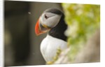the cute and colorful Puffins crowd the cliffs of Latrabjarg, Latrabjarg , Iceland, Islanda by Anonymous