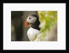 the cute and colorful Puffins crowd the cliffs of Latrabjarg, Latrabjarg , Iceland, Islanda by Anonymous