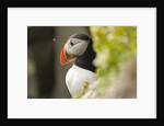 the cute and colorful Puffins crowd the cliffs of Latrabjarg, Latrabjarg , Iceland, Islanda by Anonymous