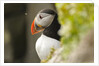 the cute and colorful Puffins crowd the cliffs of Latrabjarg, Latrabjarg , Iceland, Islanda by Anonymous