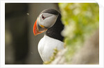 the cute and colorful Puffins crowd the cliffs of Latrabjarg, Latrabjarg , Iceland, Islanda by Anonymous