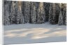 The forest rests under the blanchet of snow, Alpi Carniche , Friuli-Venezia Giulia, Carnia , E by Anonymous