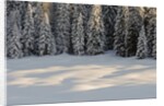 The forest rests under the blanchet of snow, Alpi Carniche , Friuli-Venezia Giulia, Carnia , E by Anonymous