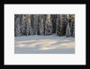 The forest rests under the blanchet of snow, Alpi Carniche , Friuli-Venezia Giulia, Carnia , E by Anonymous