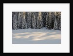 The forest rests under the blanchet of snow, Alpi Carniche , Friuli-Venezia Giulia, Carnia , E by Anonymous
