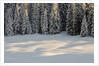 The forest rests under the blanchet of snow, Alpi Carniche , Friuli-Venezia Giulia, Carnia , E by Anonymous