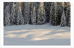 The forest rests under the blanchet of snow, Alpi Carniche , Friuli-Venezia Giulia, Carnia , E by Anonymous