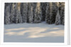 The forest rests under the blanchet of snow, Alpi Carniche , Friuli-Venezia Giulia, Carnia , E by Anonymous