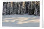 The forest rests under the blanchet of snow, Alpi Carniche , Friuli-Venezia Giulia, Carnia , E by Anonymous
