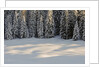 The forest rests under the blanchet of snow, Alpi Carniche , Friuli-Venezia Giulia, Carnia , E by Anonymous