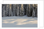 The forest rests under the blanchet of snow, Alpi Carniche , Friuli-Venezia Giulia, Carnia , E by Anonymous