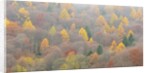 The mixed forest in autumn wears his best dress, Alpi Carniche , Friuli-Venezia Giulia, Carnia by Anonymous
