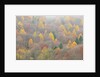 The mixed forest in autumn wears his best dress, Alpi Carniche , Friuli-Venezia Giulia, Carnia by Anonymous