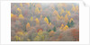 The mixed forest in autumn wears his best dress, Alpi Carniche , Friuli-Venezia Giulia, Carnia by Anonymous