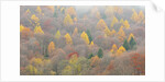 The mixed forest in autumn wears his best dress, Alpi Carniche , Friuli-Venezia Giulia, Carnia by Anonymous