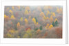 The mixed forest in autumn wears his best dress, Alpi Carniche , Friuli-Venezia Giulia, Carnia by Anonymous