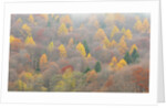The mixed forest in autumn wears his best dress, Alpi Carniche , Friuli-Venezia Giulia, Carnia by Anonymous