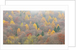 The mixed forest in autumn wears his best dress, Alpi Carniche , Friuli-Venezia Giulia, Carnia by Anonymous