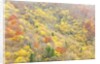 The mixed forest in autumn wears his best dress, Alpi Carniche , Friuli-Venezia Giulia, Carnia by Anonymous