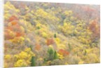 The mixed forest in autumn wears his best dress, Alpi Carniche , Friuli-Venezia Giulia, Carnia by Anonymous
