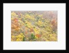 The mixed forest in autumn wears his best dress, Alpi Carniche , Friuli-Venezia Giulia, Carnia by Anonymous