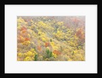 The mixed forest in autumn wears his best dress, Alpi Carniche , Friuli-Venezia Giulia, Carnia by Anonymous