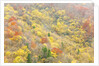 The mixed forest in autumn wears his best dress, Alpi Carniche , Friuli-Venezia Giulia, Carnia by Anonymous