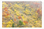 The mixed forest in autumn wears his best dress, Alpi Carniche , Friuli-Venezia Giulia, Carnia by Anonymous