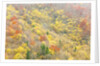 The mixed forest in autumn wears his best dress, Alpi Carniche , Friuli-Venezia Giulia, Carnia by Anonymous