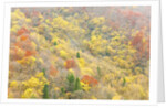 The mixed forest in autumn wears his best dress, Alpi Carniche , Friuli-Venezia Giulia, Carnia by Anonymous