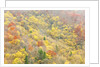 The mixed forest in autumn wears his best dress, Alpi Carniche , Friuli-Venezia Giulia, Carnia by Anonymous
