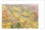 The mixed forest in autumn wears his best dress, Alpi Carniche , Friuli-Venezia Giulia, Carnia by Anonymous