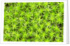 The arrival of spring shine the green of undergrowth, Alpi Carniche , Friuli-Venezia Giulia, Carni by Anonymous
