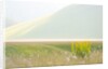 The spontaneous flowering makes plans Castellucio Norcia a show not to be missed, Parco Nazionale Mo by Anonymous