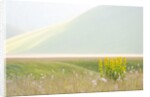 The spontaneous flowering makes plans Castellucio Norcia a show not to be missed, Parco Nazionale Mo by Anonymous