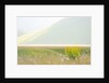 The spontaneous flowering makes plans Castellucio Norcia a show not to be missed, Parco Nazionale Mo by Anonymous