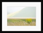 The spontaneous flowering makes plans Castellucio Norcia a show not to be missed, Parco Nazionale Mo by Anonymous